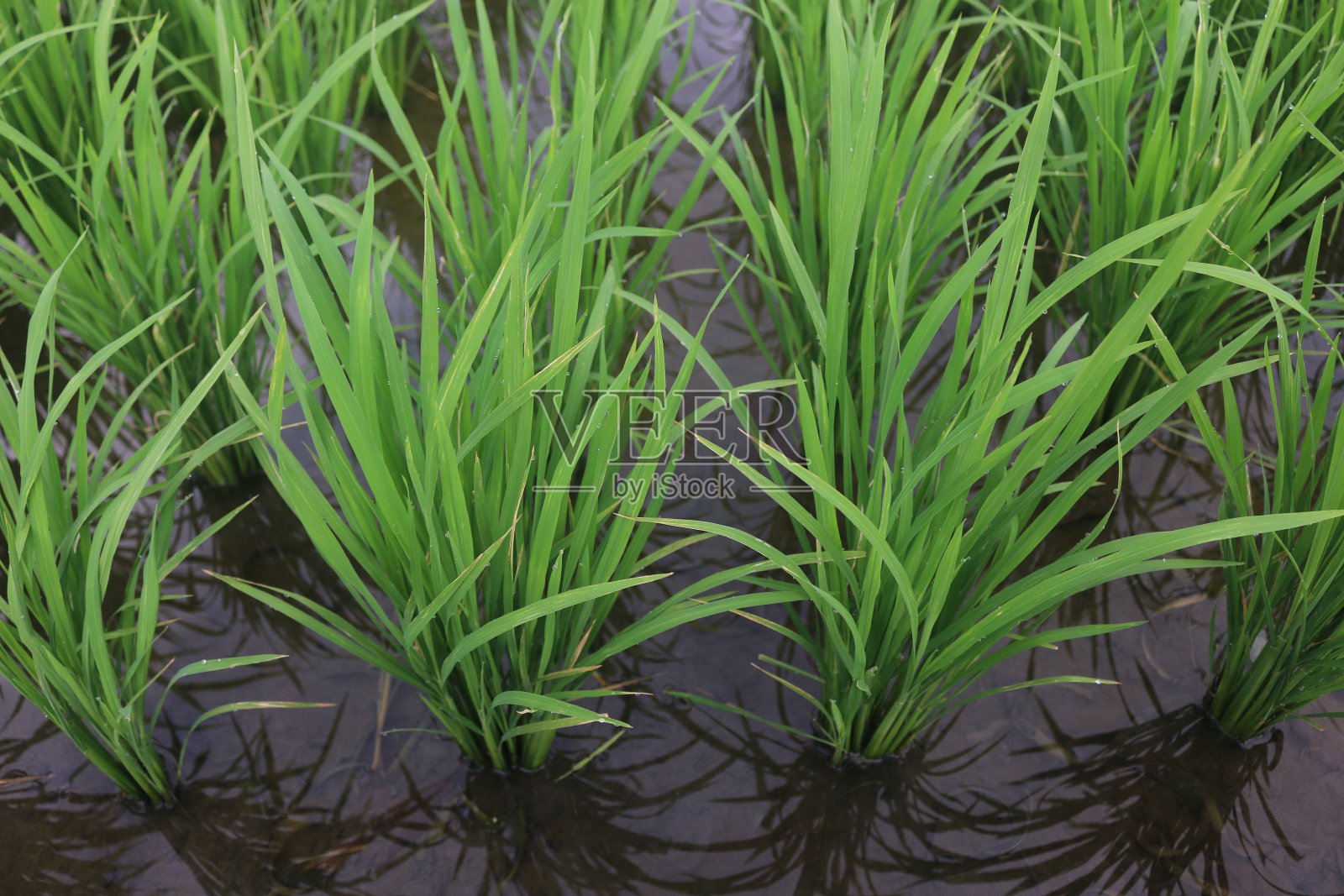 长得好的一个月的稻子看起来是绿色的照片摄影图片