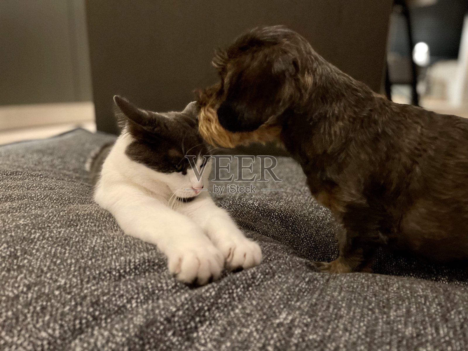 凯特和狗在枕头上照片摄影图片