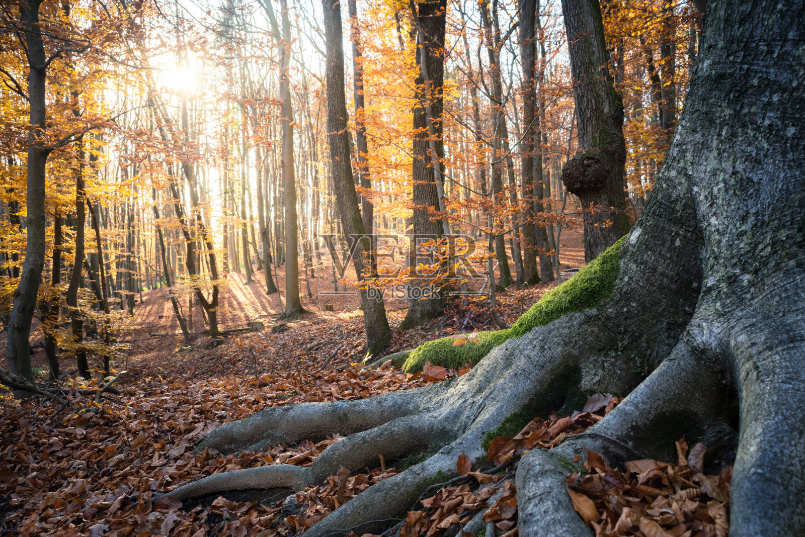 秋天的森林和阳光照片摄影图片
