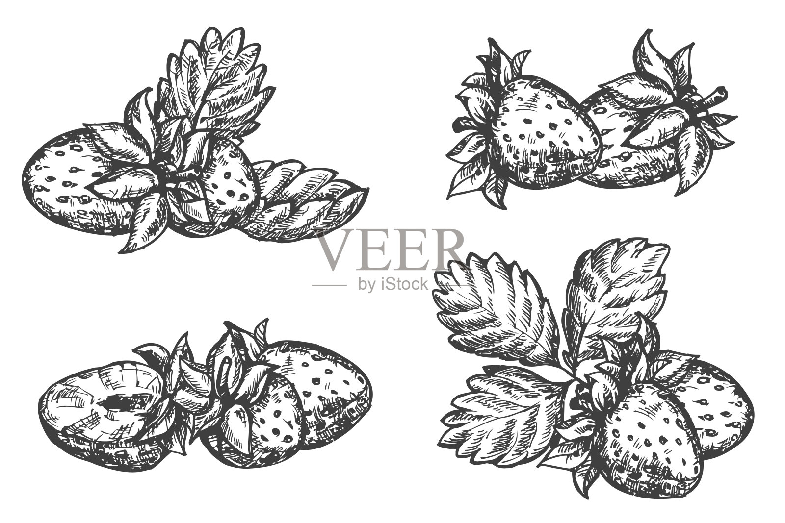 设置矢量手绘草莓孤立在白色背景。素描风格的植物插图。单色设计元素的品牌有机健康新鲜食品或市场封面,横幅,菜单。插画图片素材