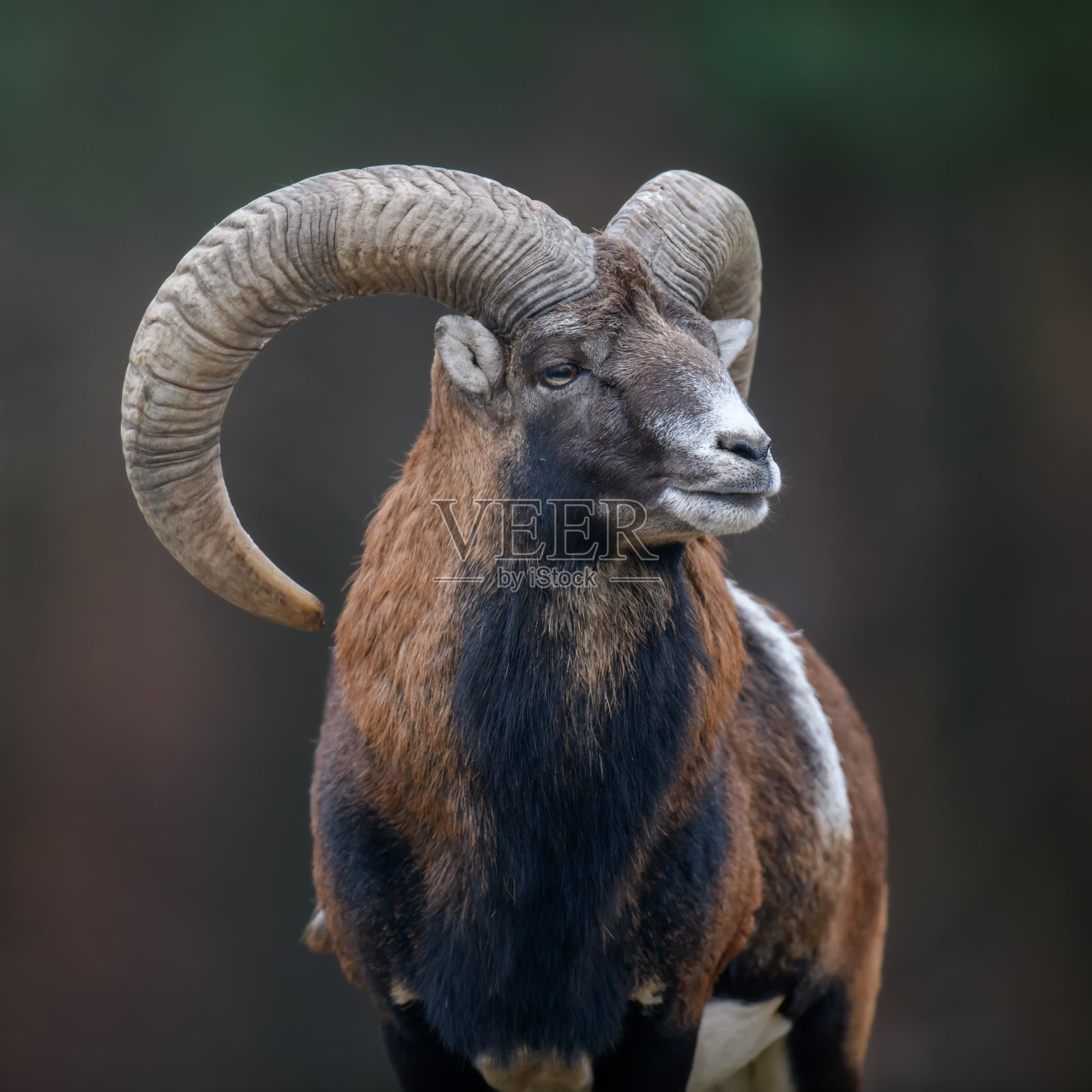 大摩弗伦羊的动物。羊驼,自然栖息地的森林角动物照片摄影图片