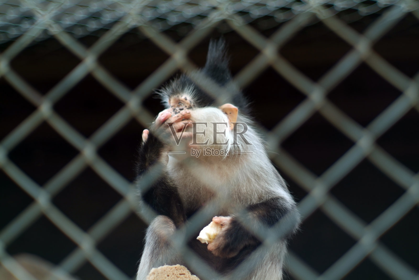 搞笑猴子吃水果照片摄影图片