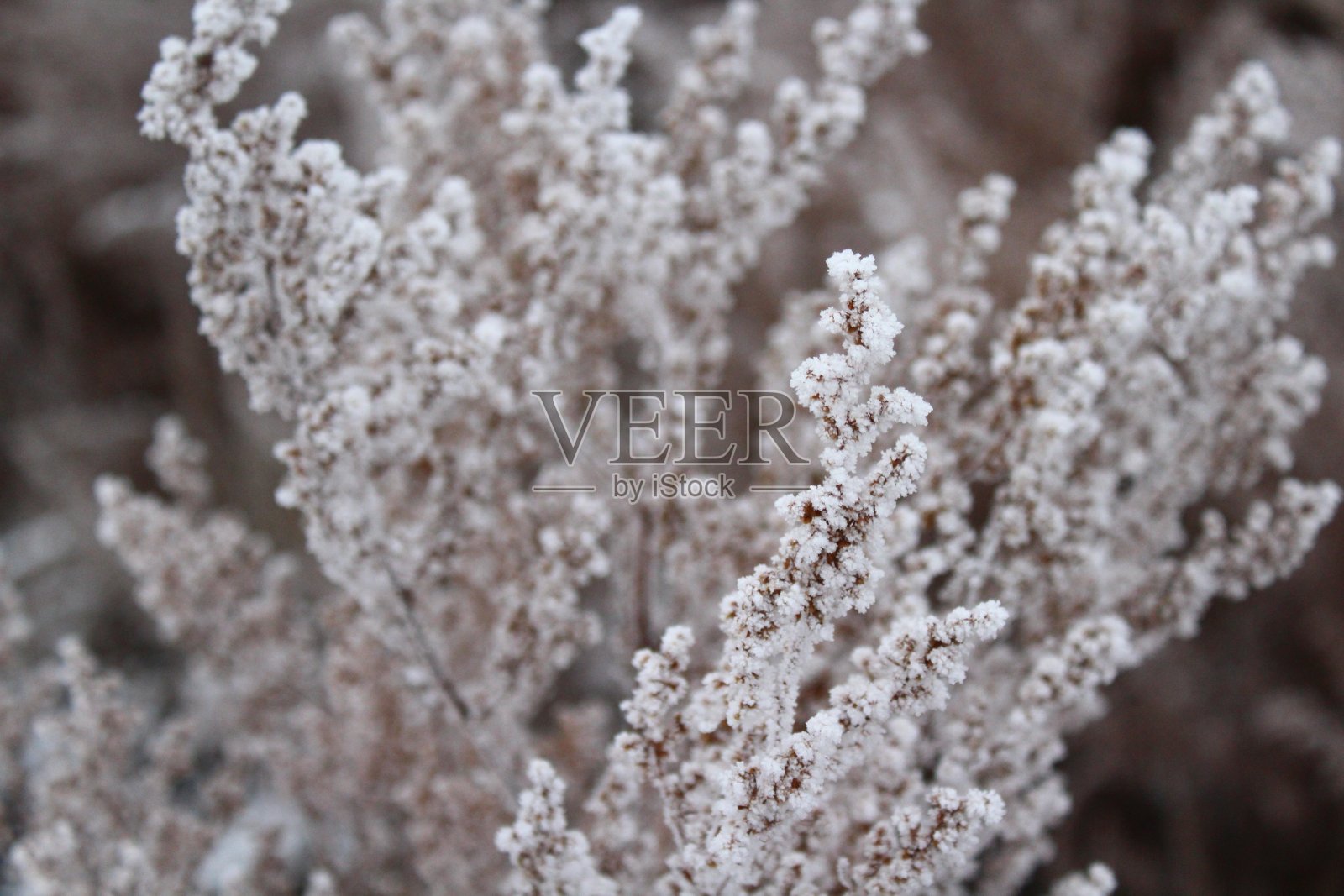 冬天被霜和雪覆盖的干草照片摄影图片