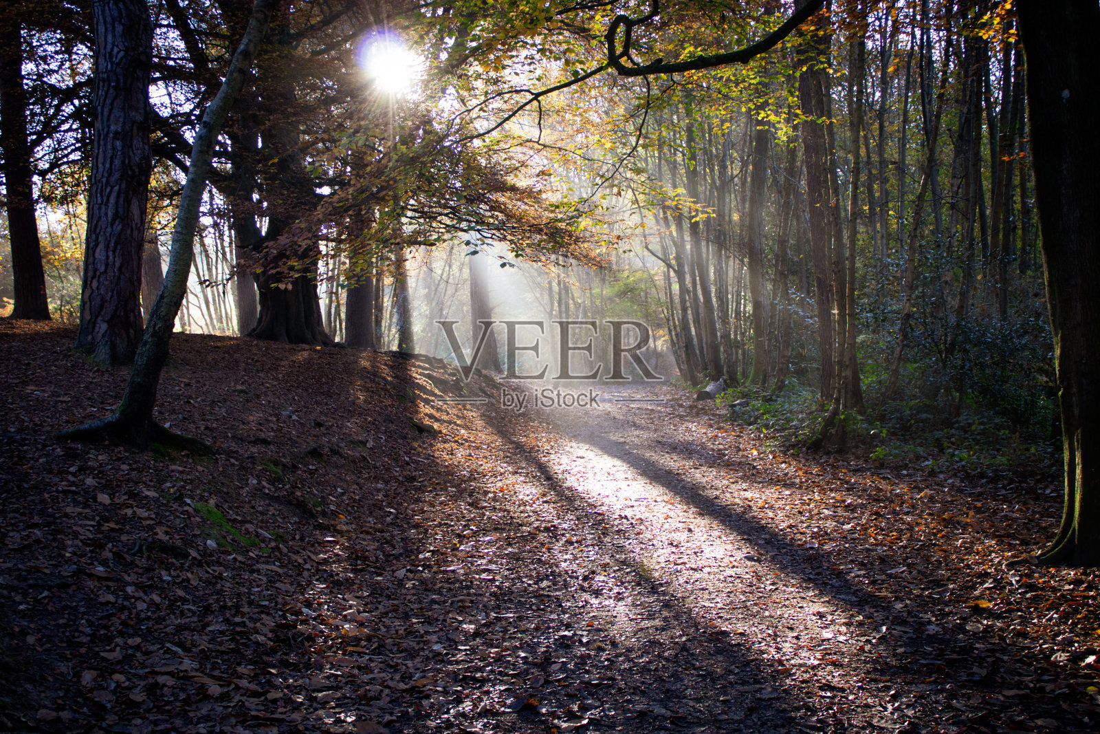 秋天的森林的阴影照片摄影图片