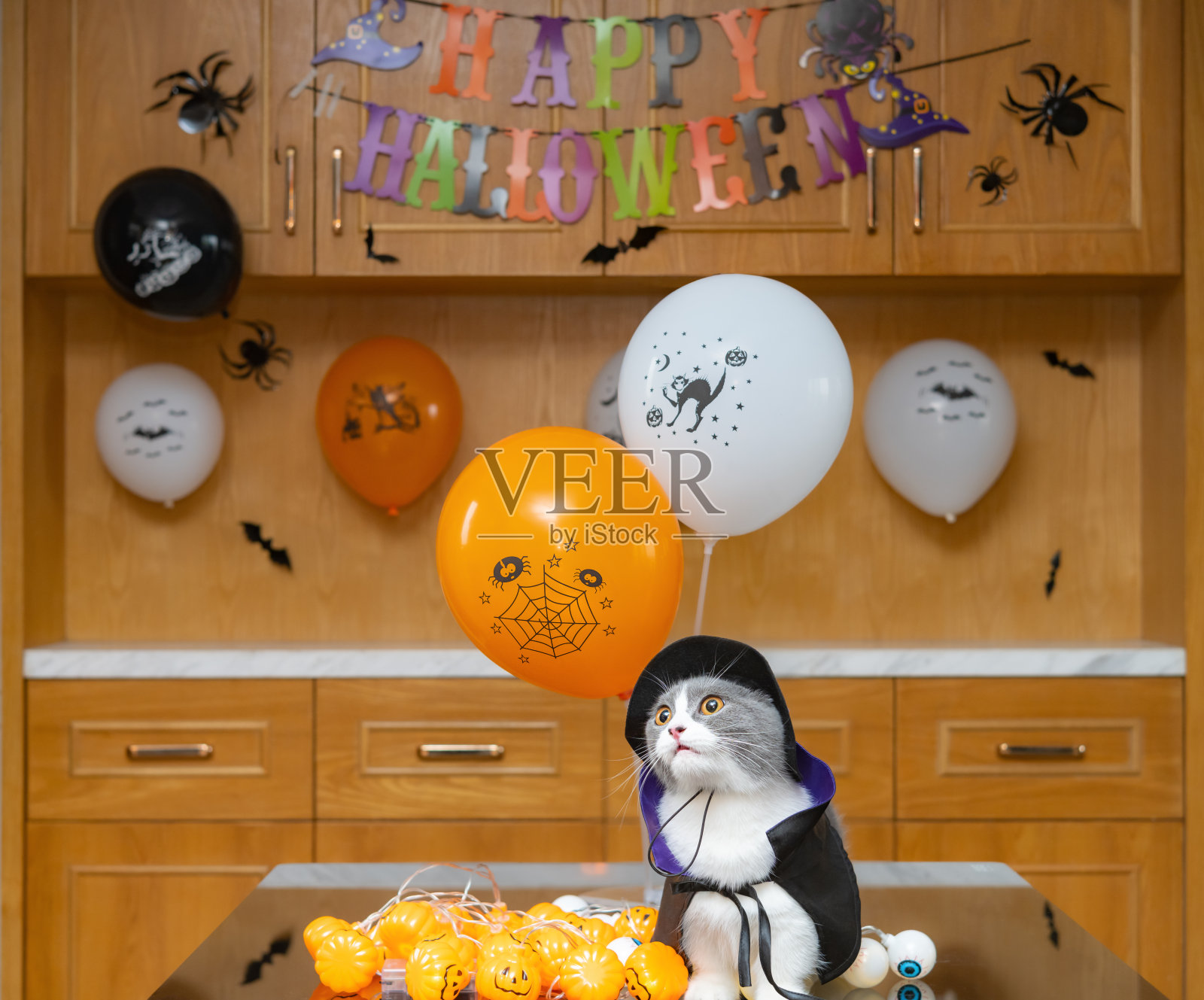 一只英国短毛猫穿着万圣节服装出现在装饰有万圣节装饰品的客厅里照片摄影图片