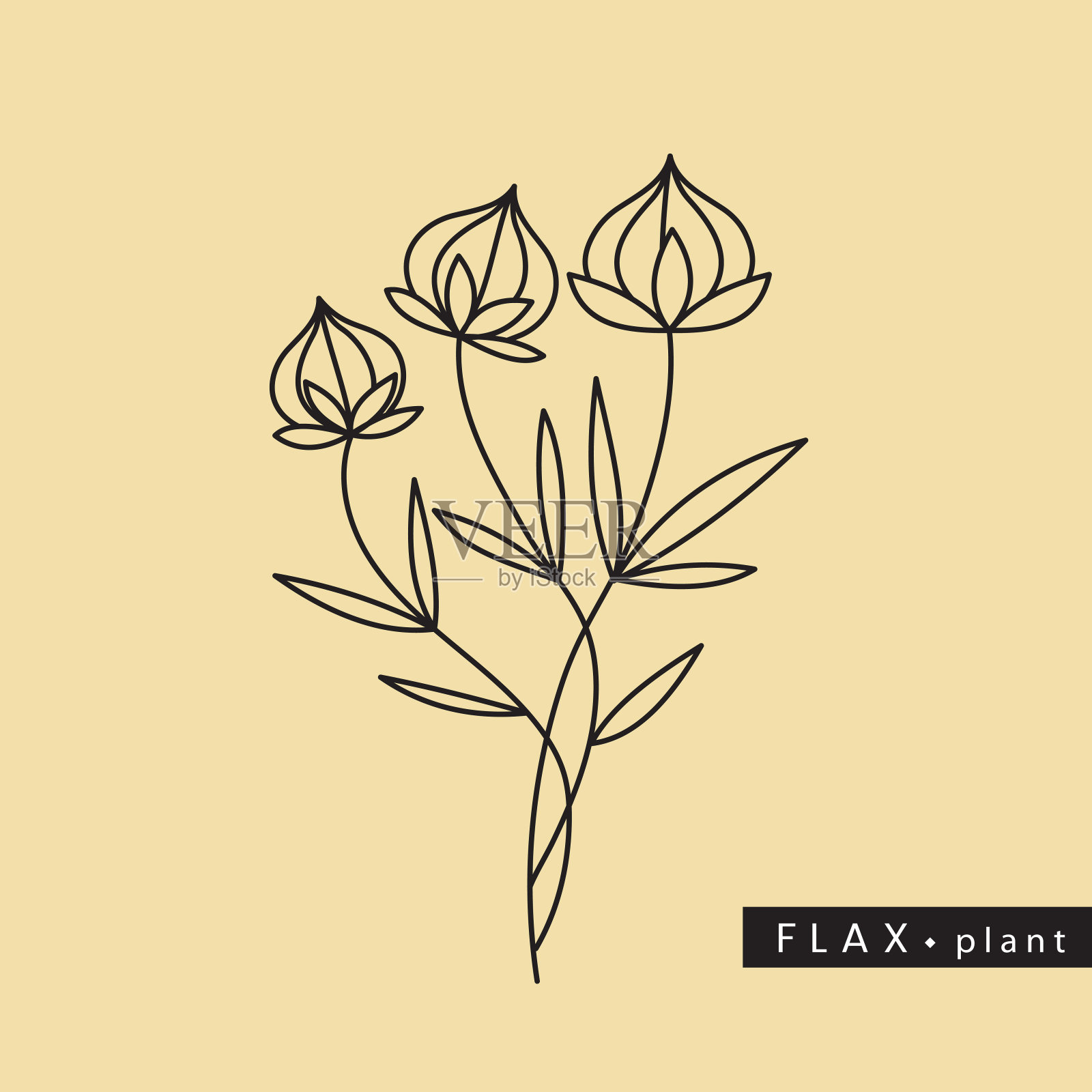 矢量插图栽培的干亚麻植物与种子在轮廓风格孤立在绿色背景。为医药,纺织和烹饪领域的会徽,标志,图标,印刷的亚麻种子绘图。插画图片素材