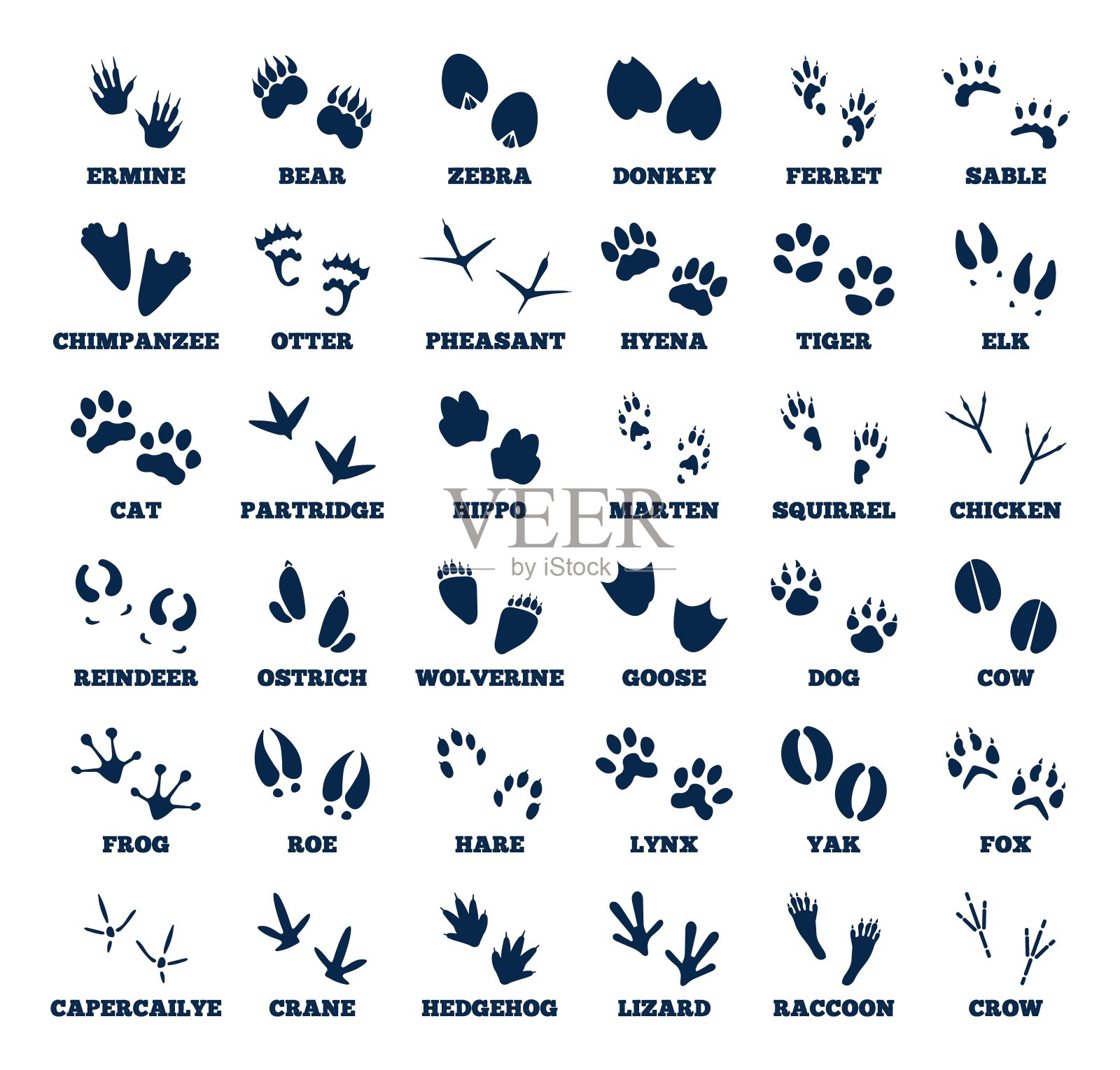 动物的踪迹。动物的足迹,鹅的足迹。孤立的黑色足迹的野生森林动物的爪子。麋鹿,鹅,熊的不同自然指纹,最近的向量集插画图片素材