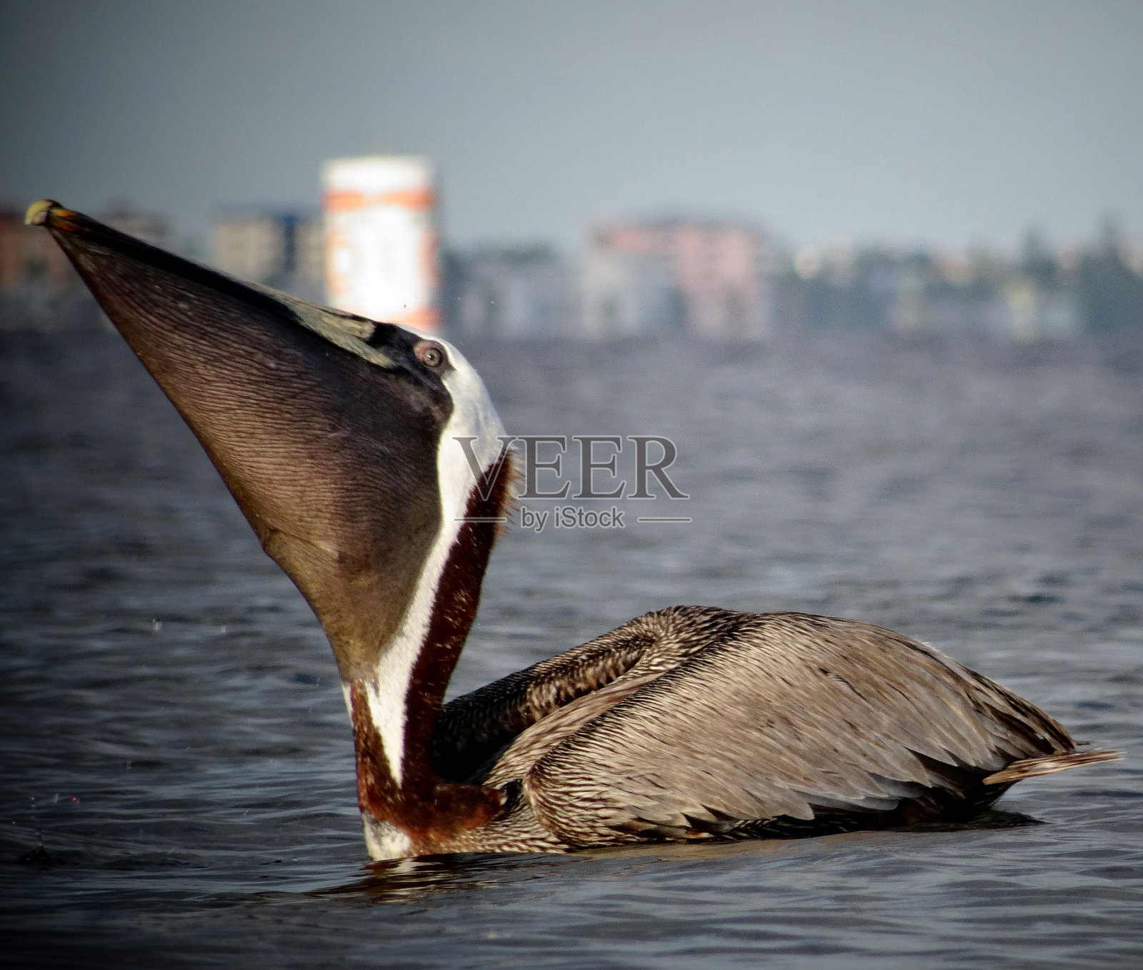 鹈鹕在森尼贝尔照片摄影图片