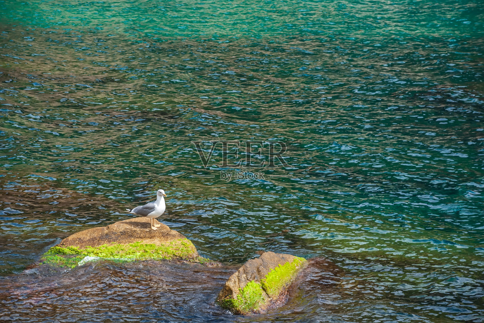 海鸥-一只信天翁坐在岩石上,背景是地中海的海水。照片摄影图片