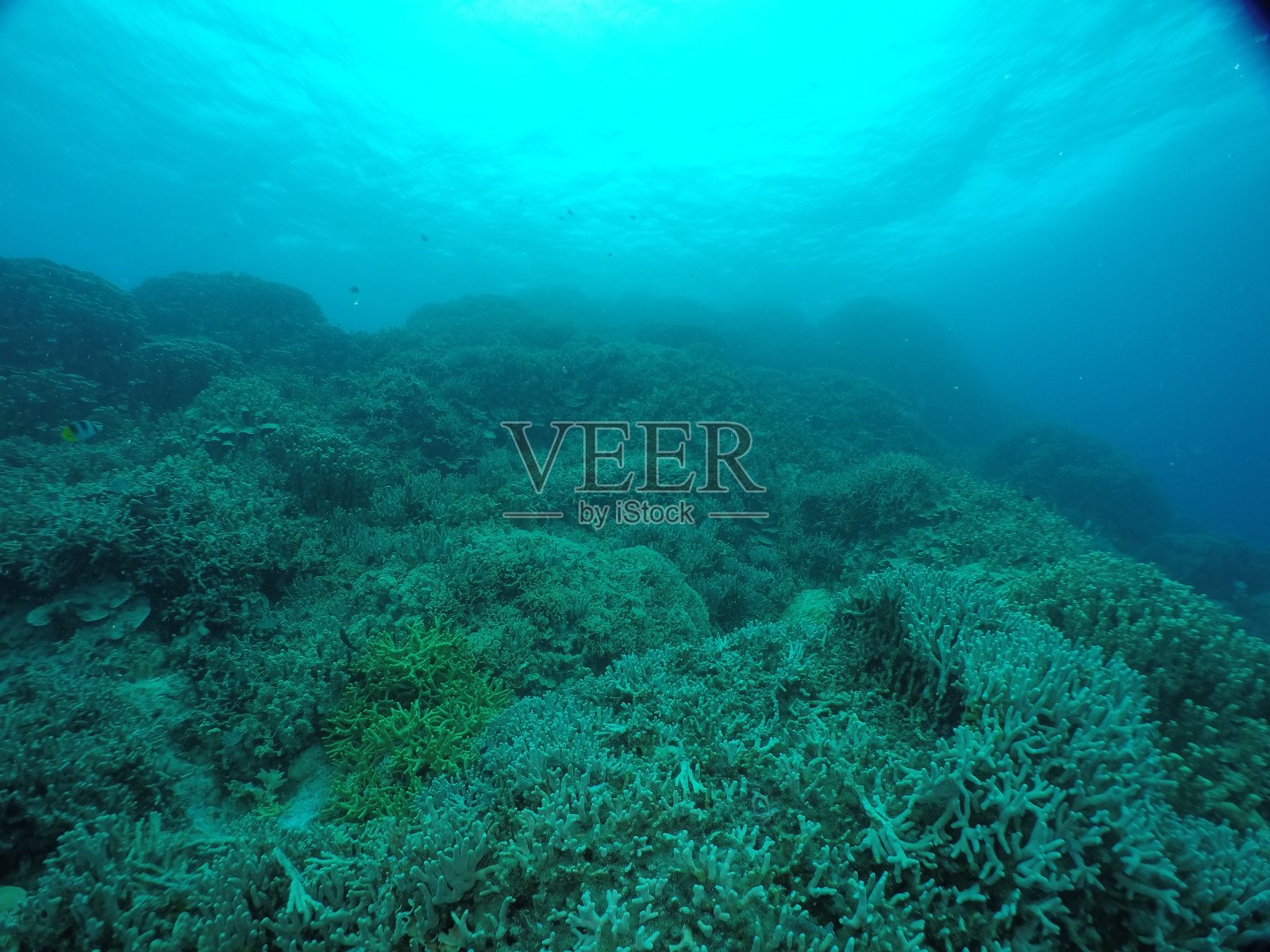 在马绍尔群岛马朱罗的珊瑚礁上潜水照片摄影图片