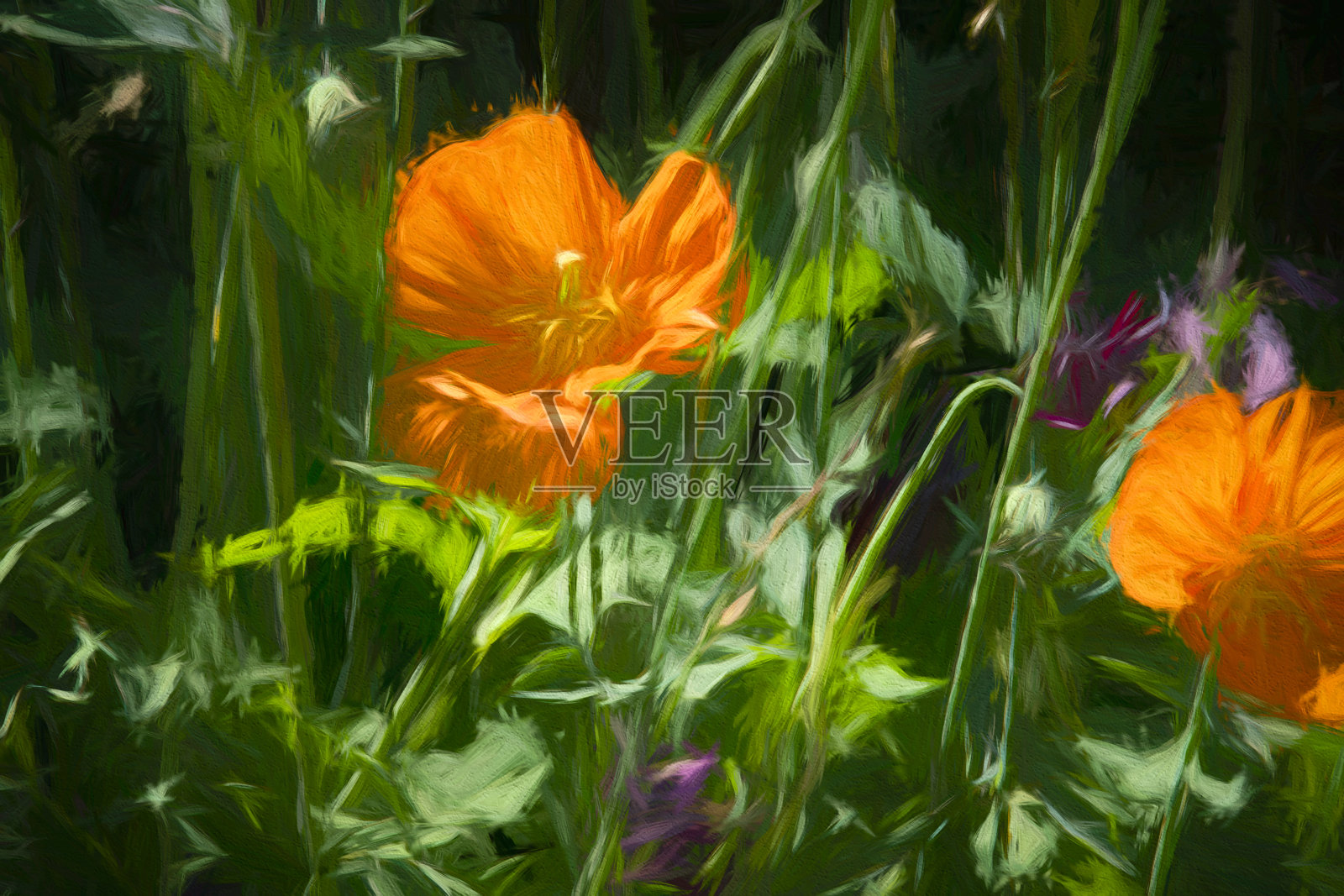 加州橙罂粟照片摄影图片