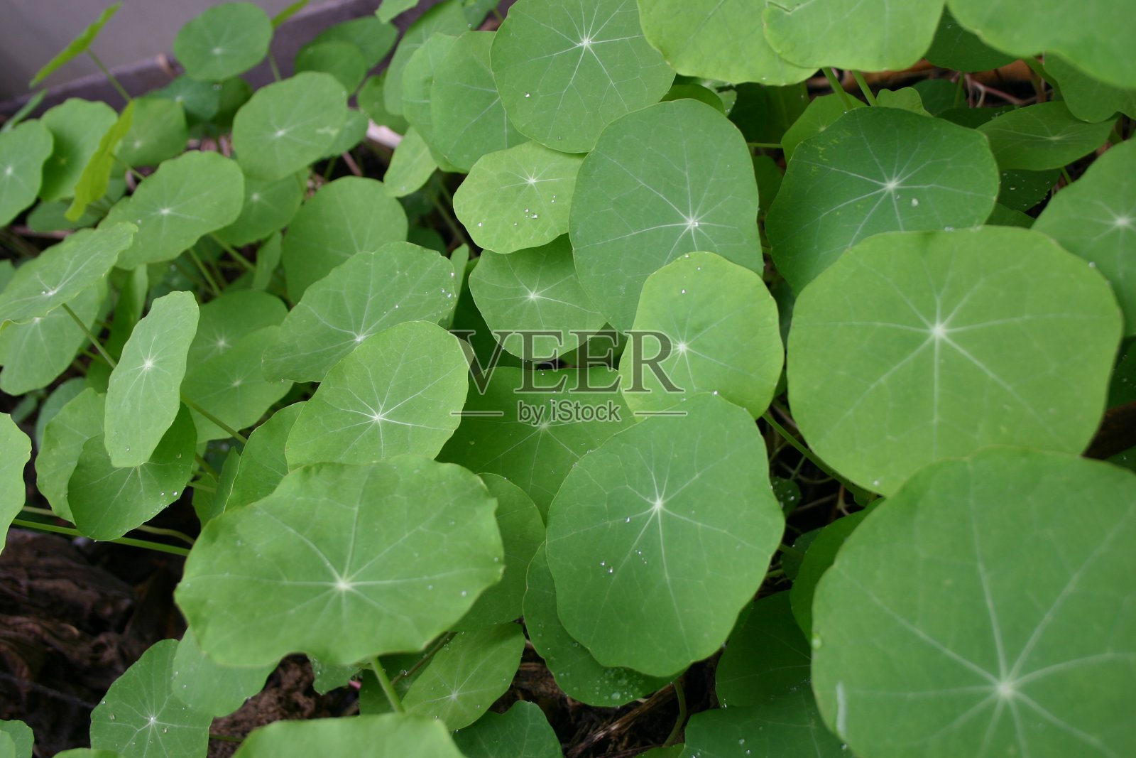 旱金莲点缀在清晨的树荫下照片摄影图片