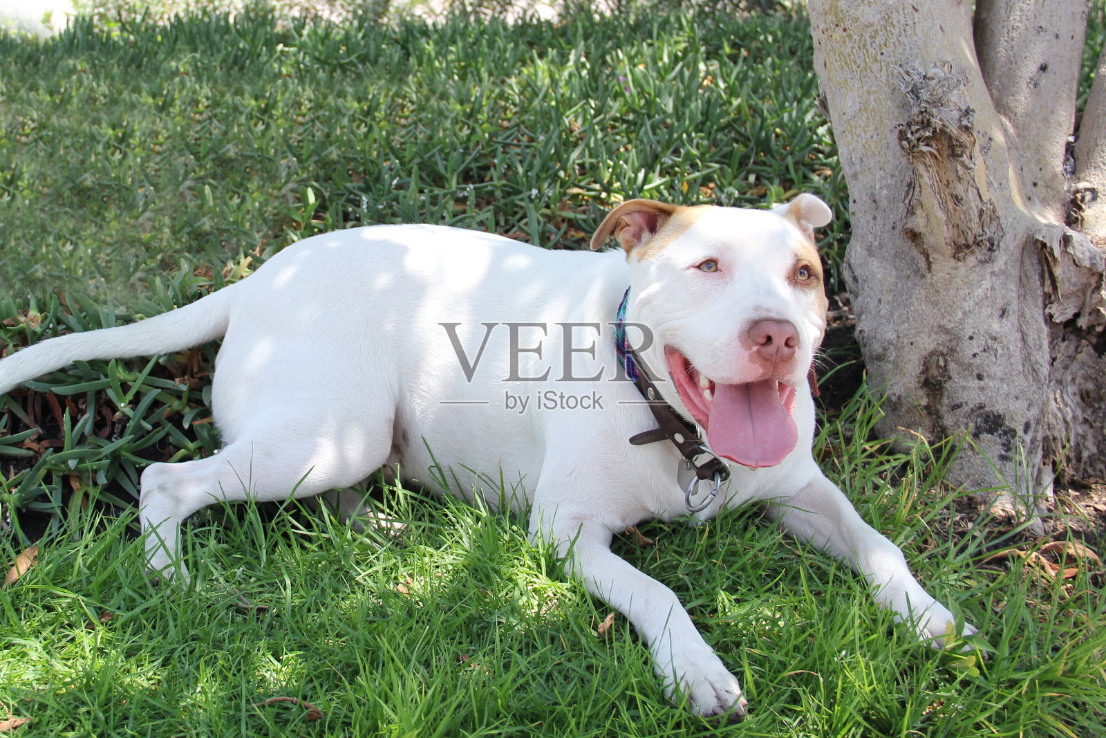 快乐而兴奋的白色斗牛犬在他想要玩耍、休息和放松的街道上散步照片摄影图片