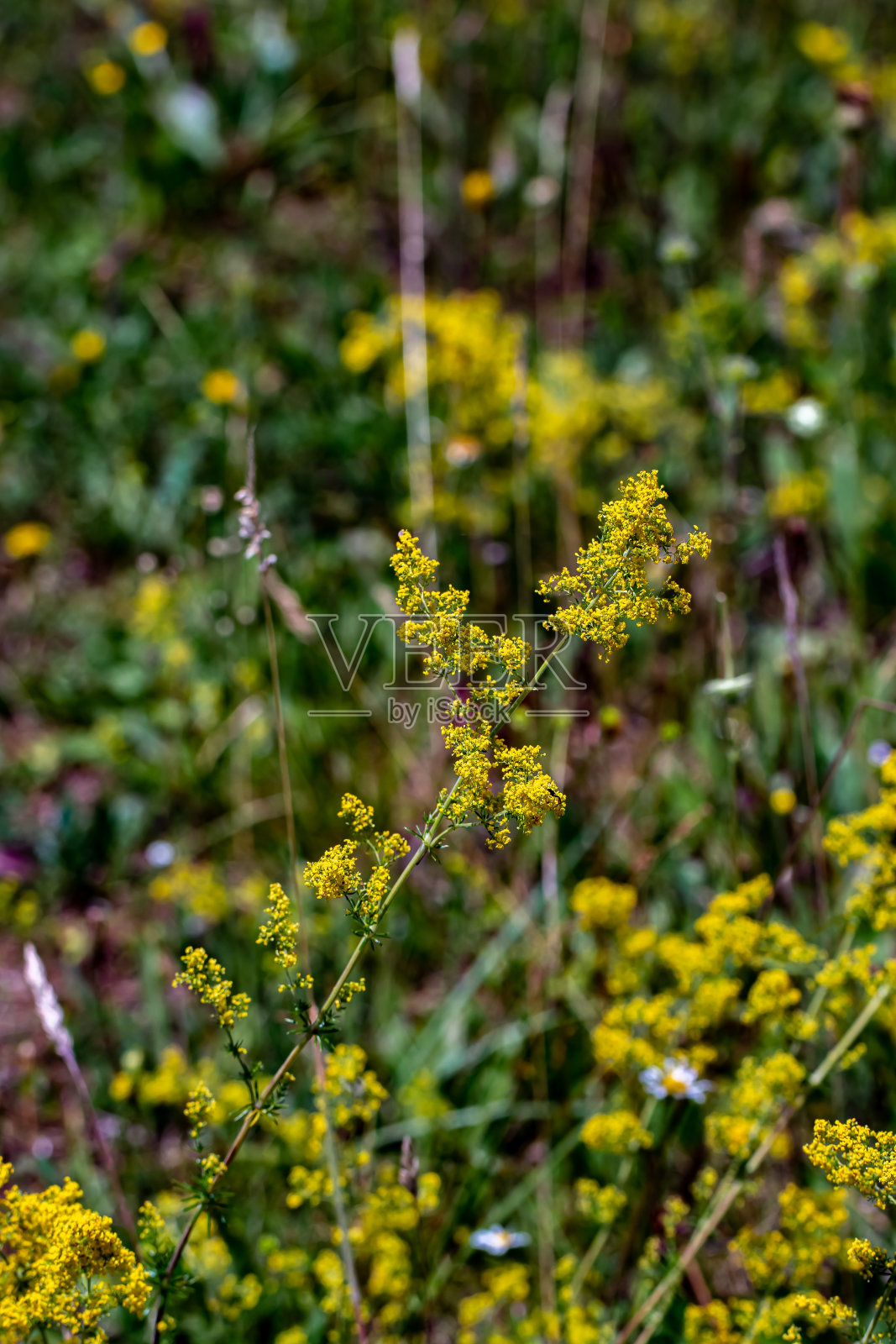 山上生长的鹅毛花,近距离看照片摄影图片