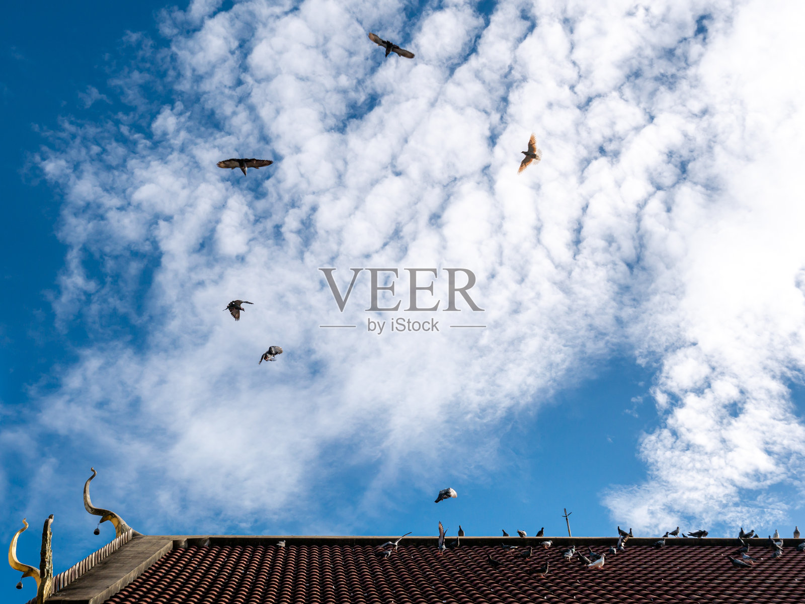 几十只鸽子从寺庙的红屋顶上飞照片摄影图片