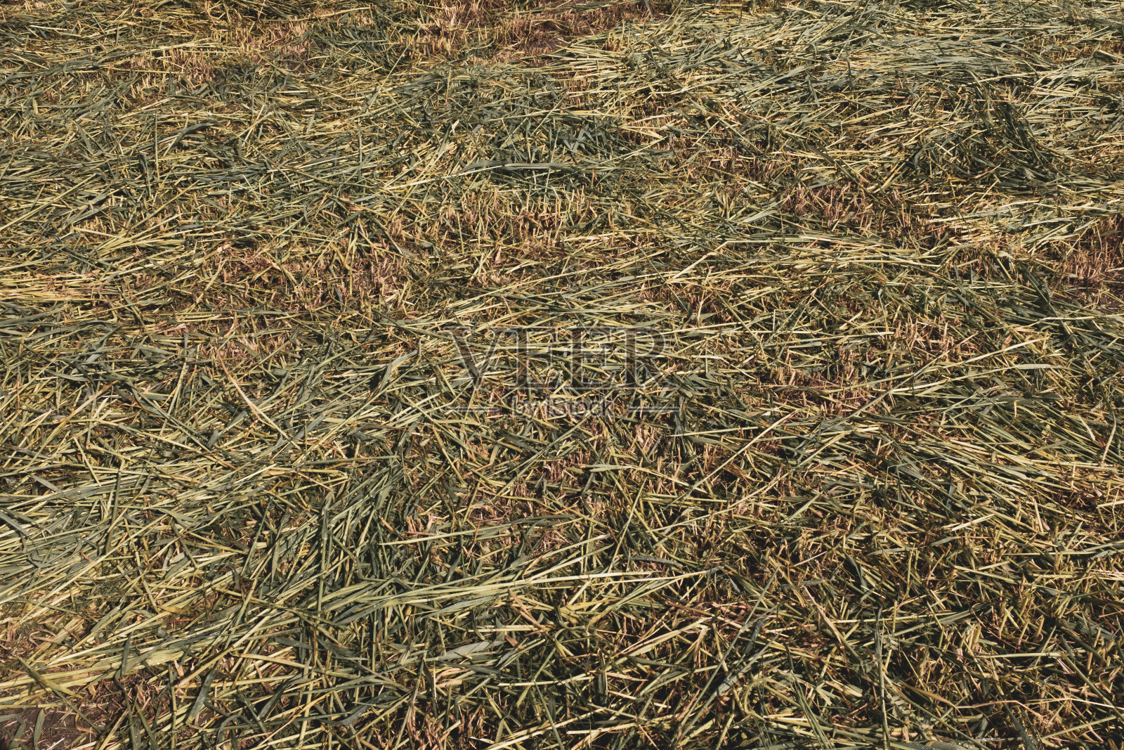 一片割过的草地。一个斜面的领域的自然纹理,一个帖子的背景,屏幕保护程序,墙纸,明信片,海报,横幅封面,一个网站的标题。高质量水平摄影照片摄影图片