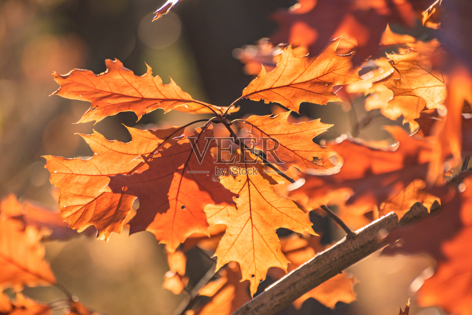 秋天阳光明媚的一天,红橡树叶照片摄影图片