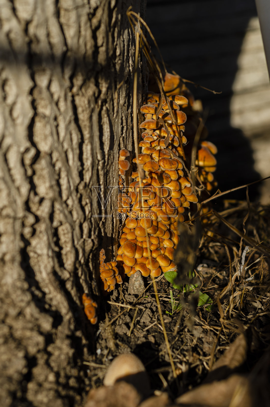 树桩蘑菇照片摄影图片