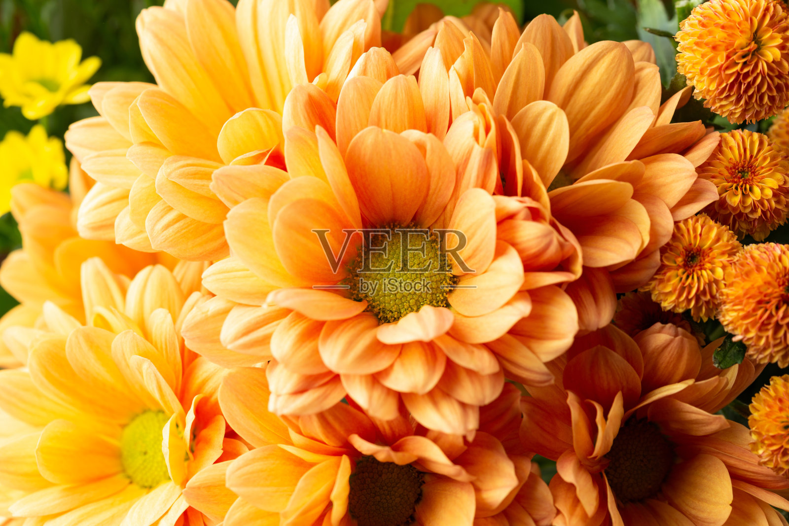 橙色菊花花在花束秋天,花卉壁纸背景照片摄影图片