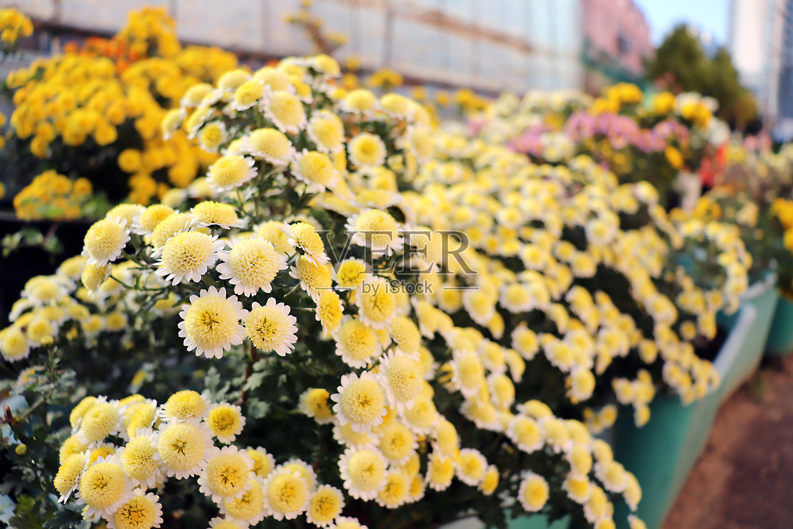花园里盛开着几种美丽的菊花照片摄影图片
