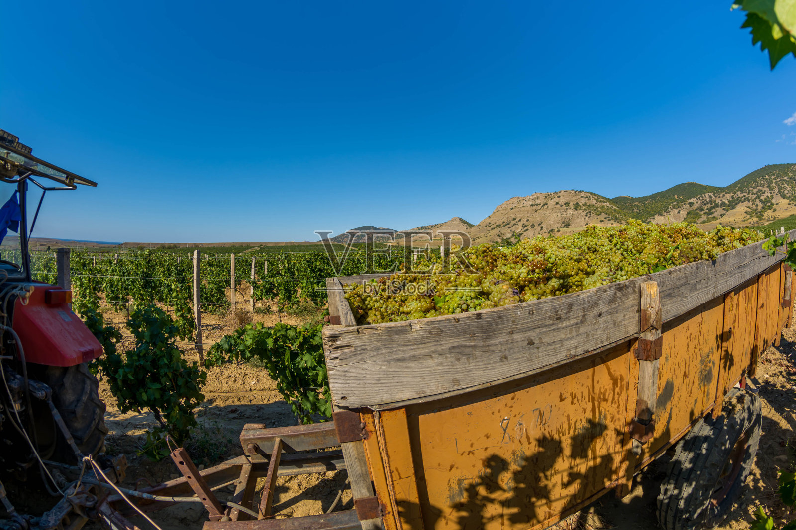 收获葡萄照片摄影图片