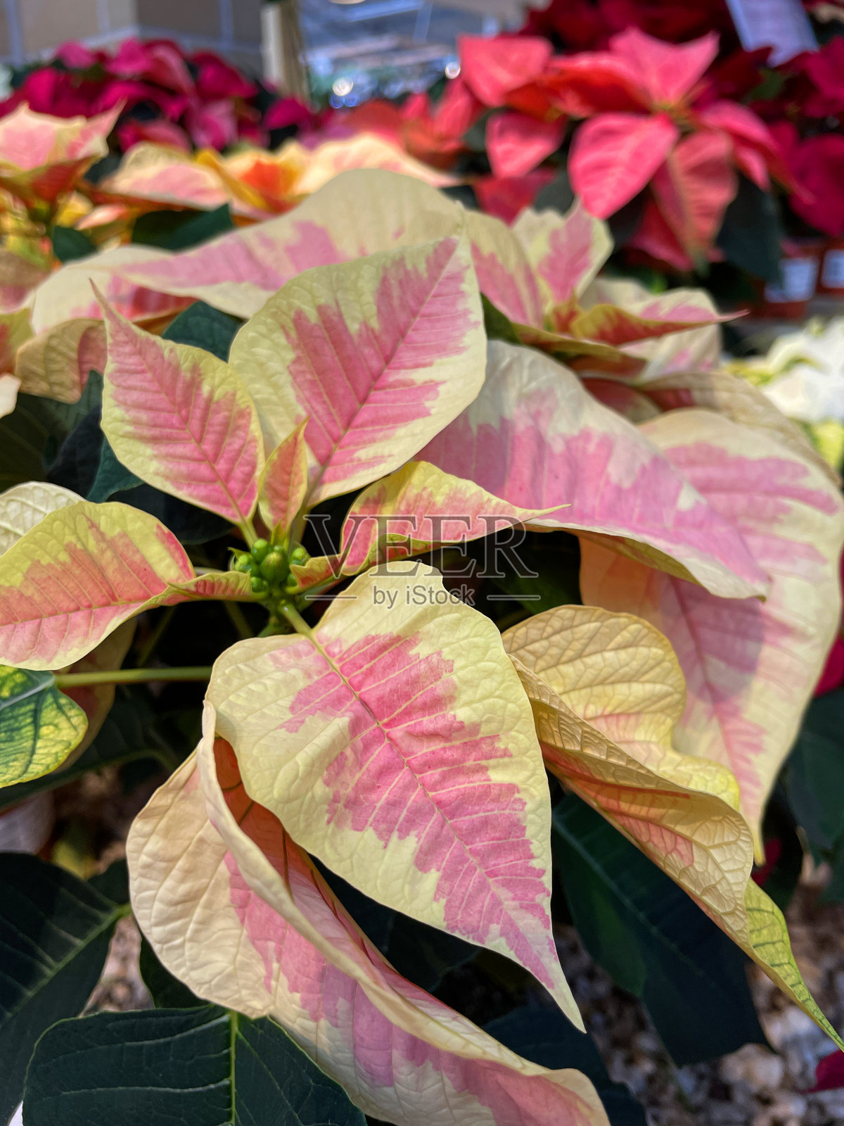 一品红(Euphorbia pulcherrima)全帧图像,乳白色和粉红色的苞片,抬高的视野,集中在前景上照片摄影图片