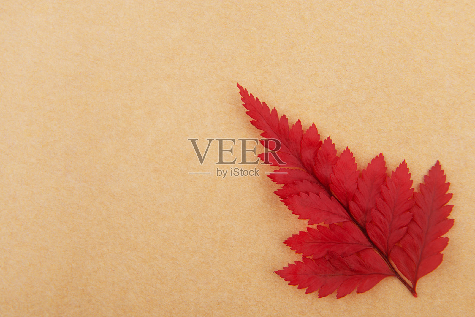 干叶子孤立在棕色的纸上照片摄影图片