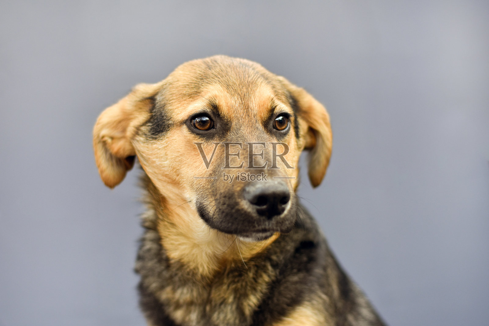 一张漂亮的小狗在灰色背景上的肖像照片摄影图片