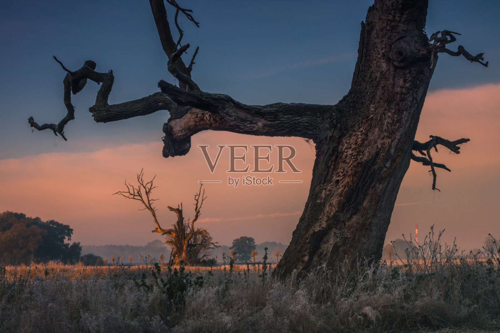 田野上孤独的树照片摄影图片