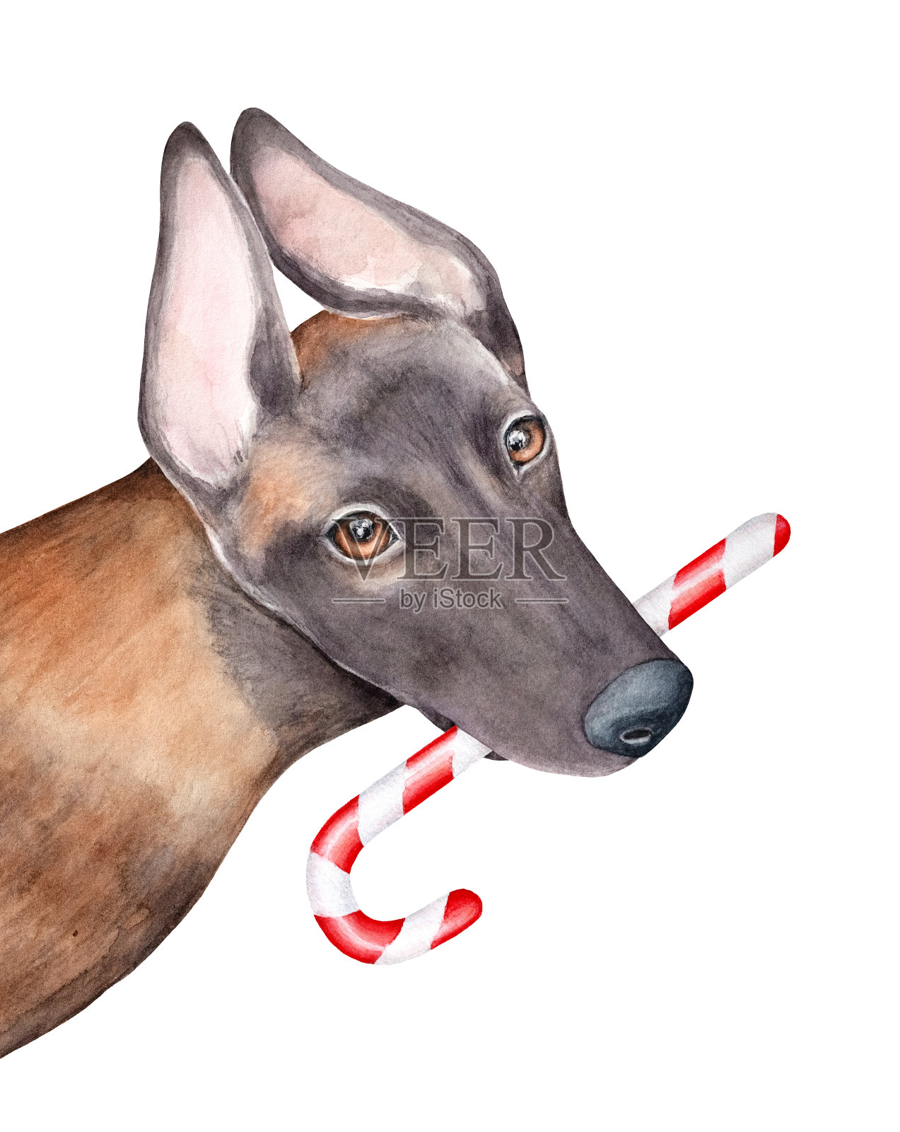 水彩插图的比利时牧羊犬马里诺斯狗握着红色和白色的圣诞糖果拐杖。插画图片素材