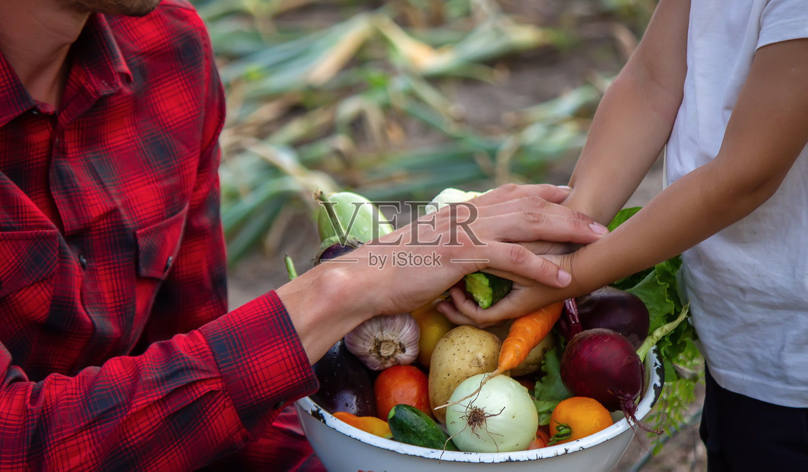 一个男人手里拿着一碗从农场里摘来的新鲜蔬菜。大自然。照片摄影图片