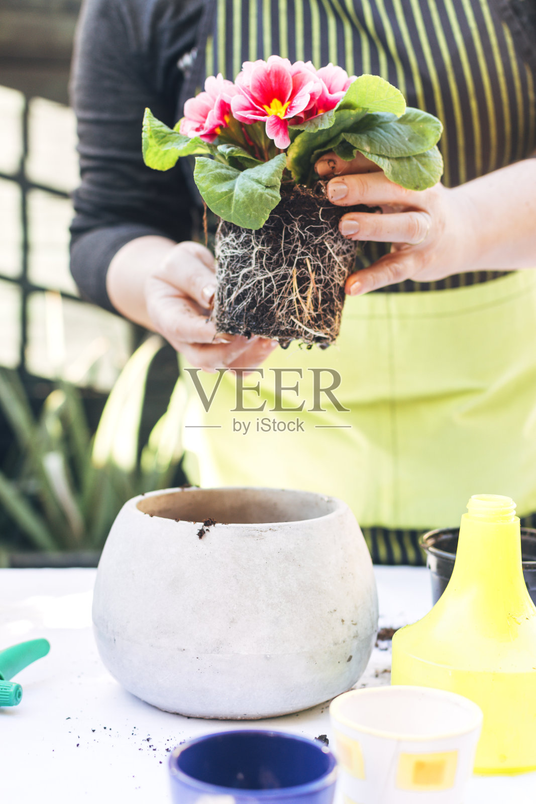 家庭园艺的概念。妇女双手练习园艺在家种花。照片摄影图片