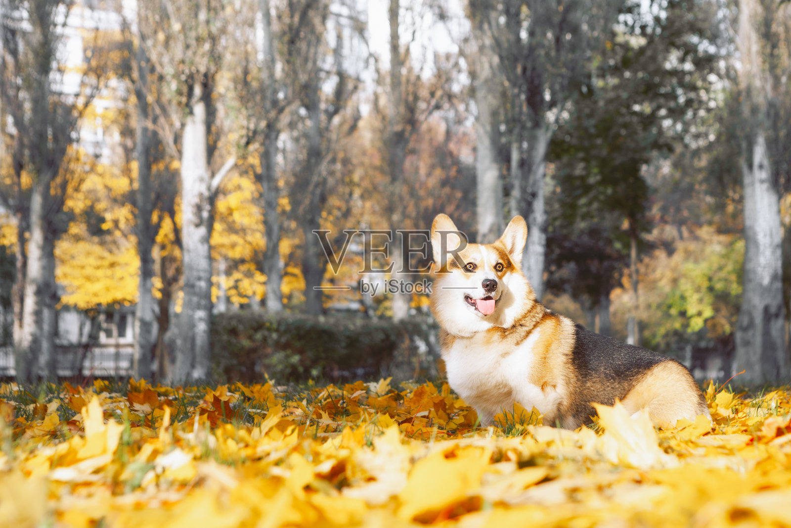 秋天黄叶中的三色威尔士柯基犬。照片摄影图片