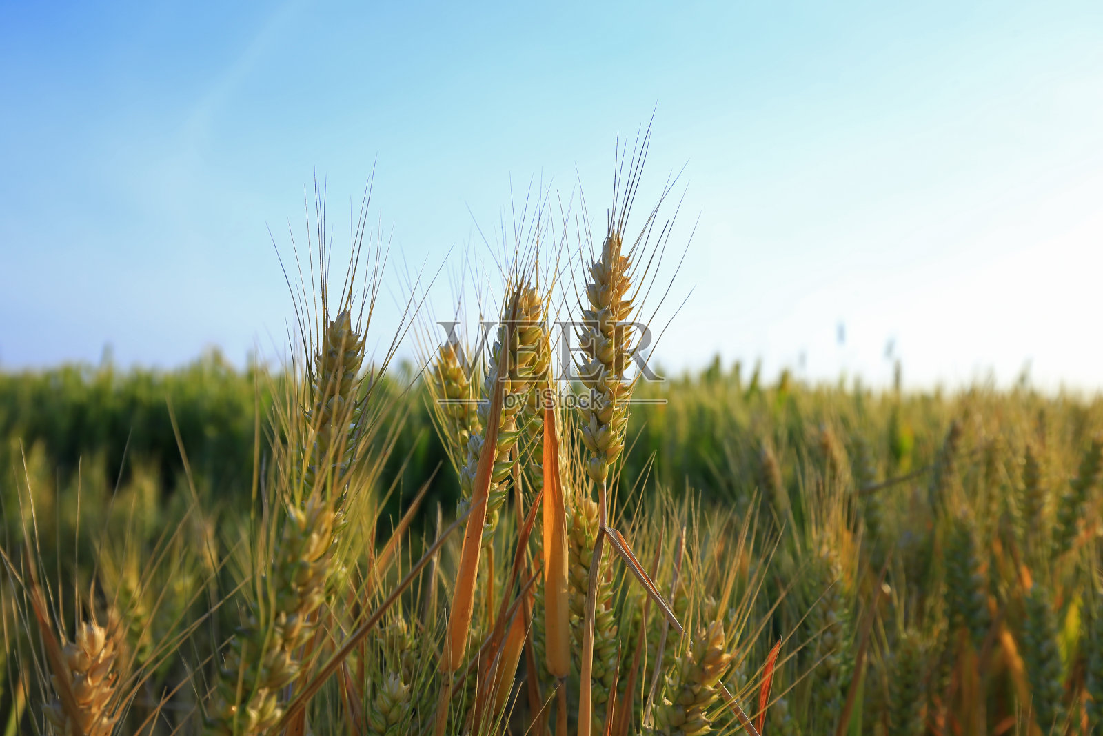捕手照片摄影图片