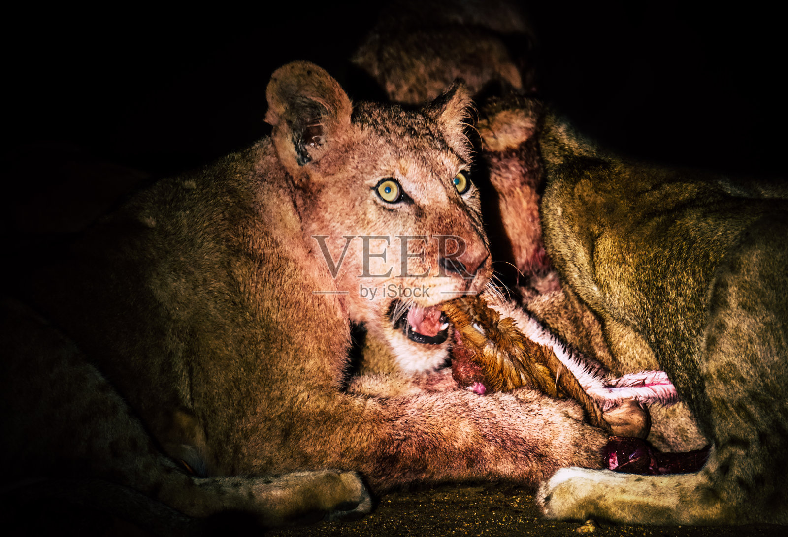 猎捕的狮子照片摄影图片