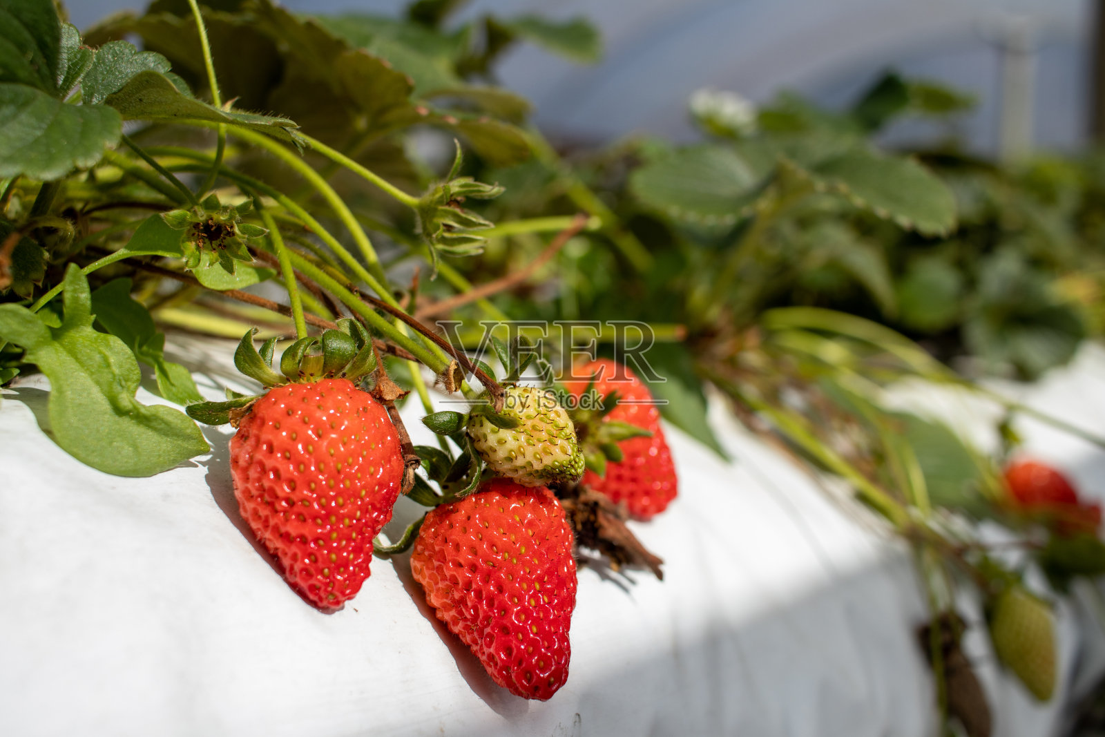 大草莓种植园照片摄影图片