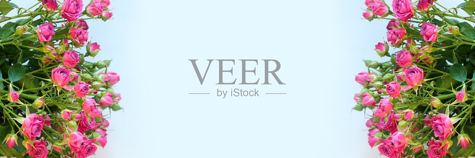 春色背景上有一束粉红色的玫瑰。照片摄影图片