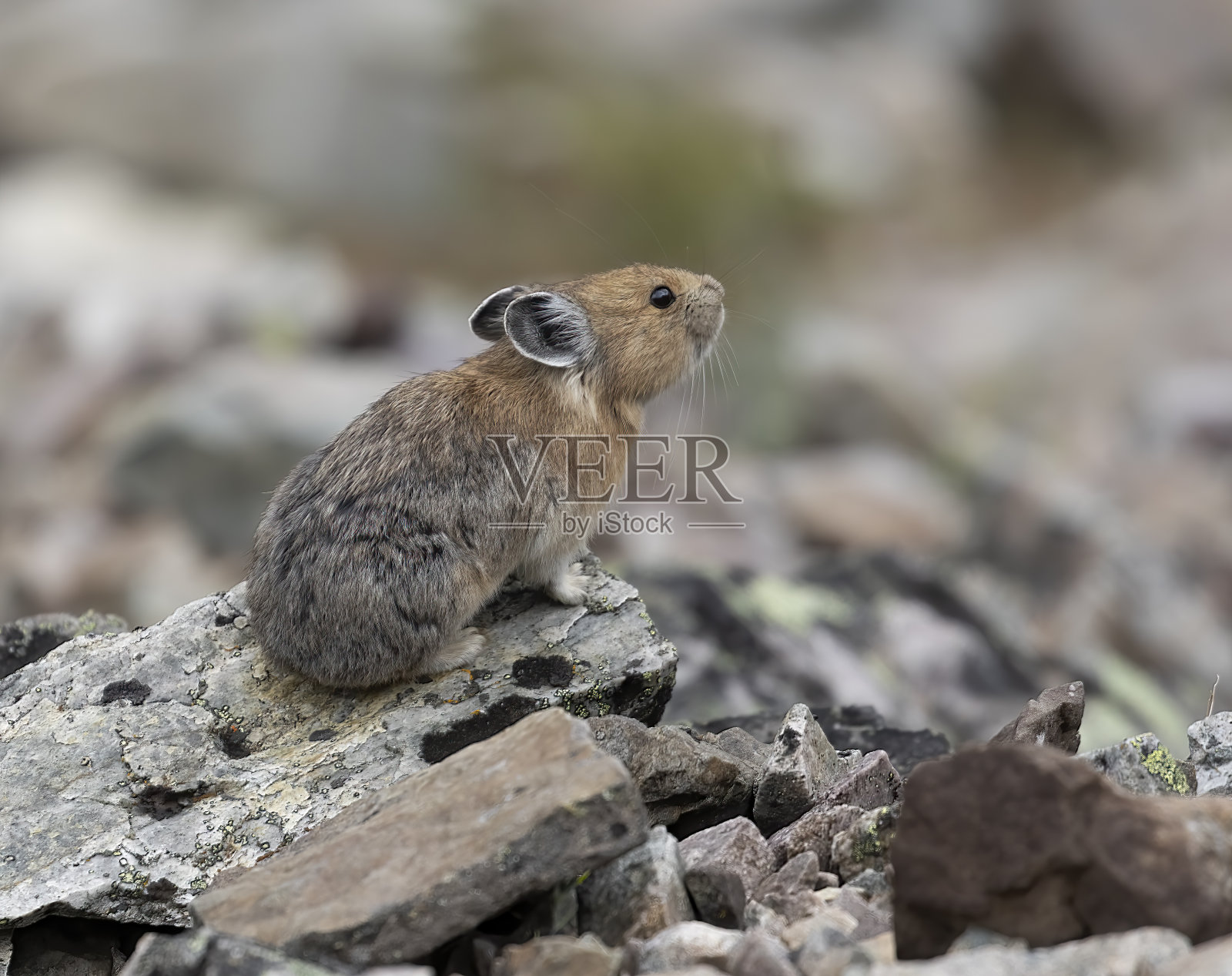 异食癖特写镜头照片摄影图片