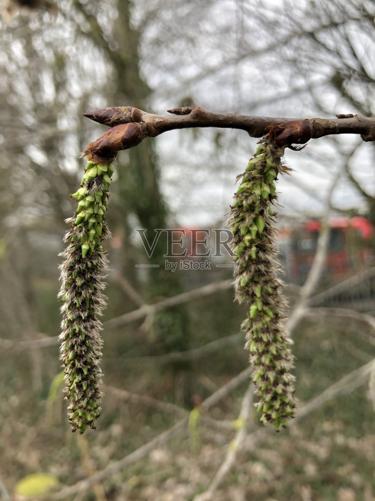 白杨(杨树)-雌花/柔荑花序照片摄影图片