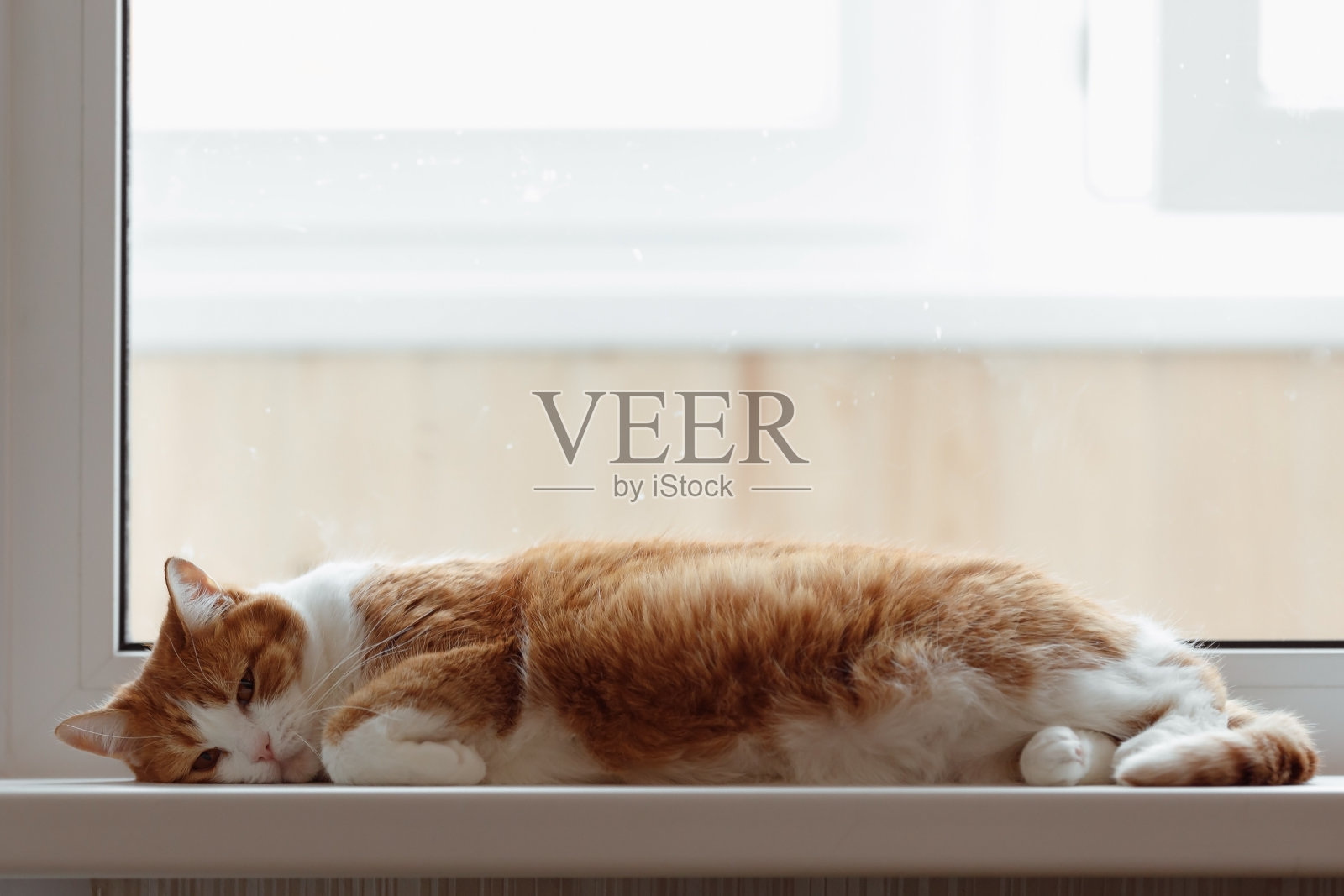 午后,一只悲伤的红色猫咪躺在白色窗台上照片摄影图片