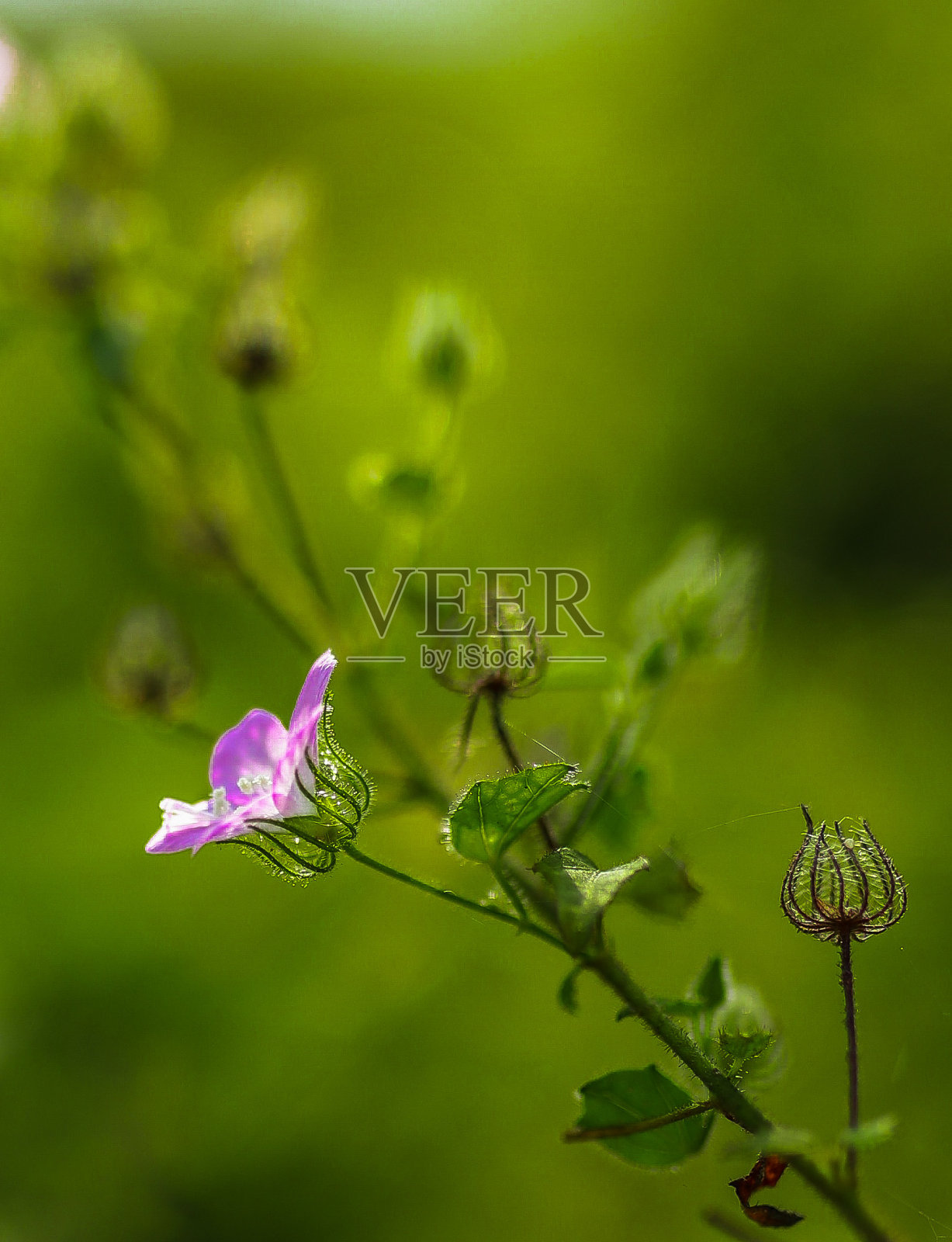 宏照片摄影图片