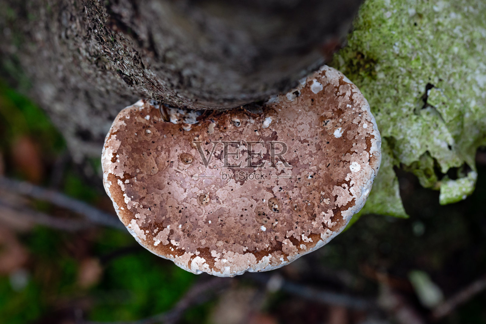 托架真菌生长在树干上的俯视图照片摄影图片