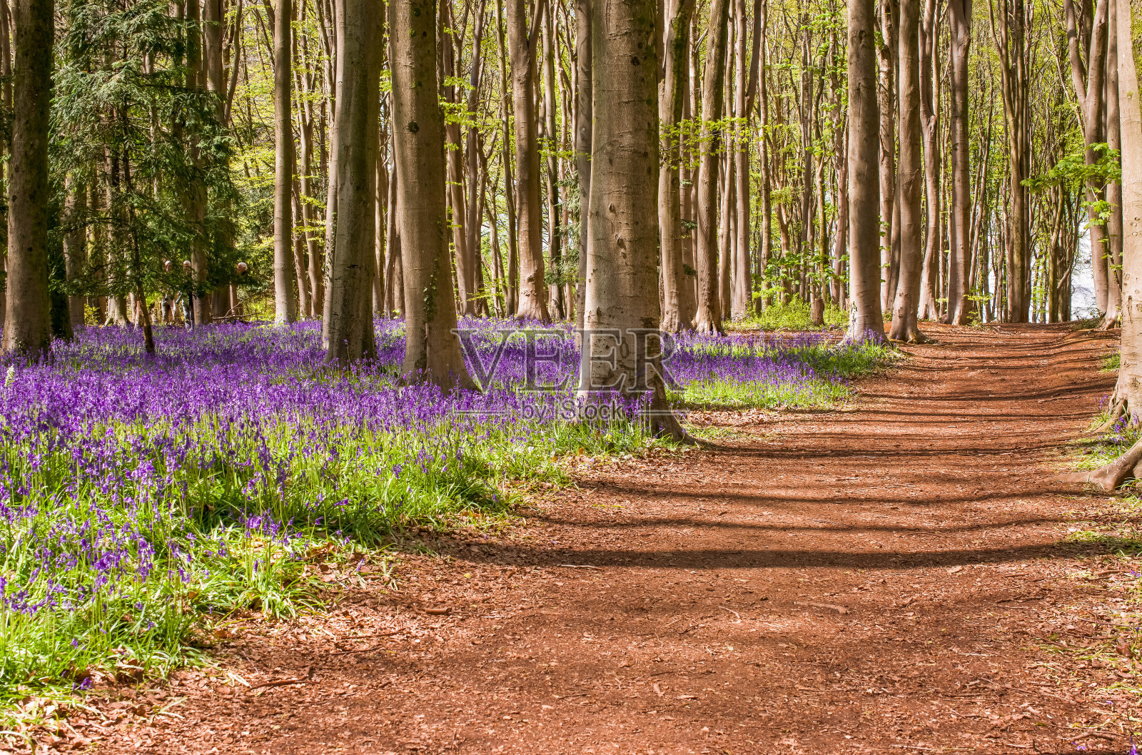 森林草甸的晨露中野铃花的芽照片摄影图片