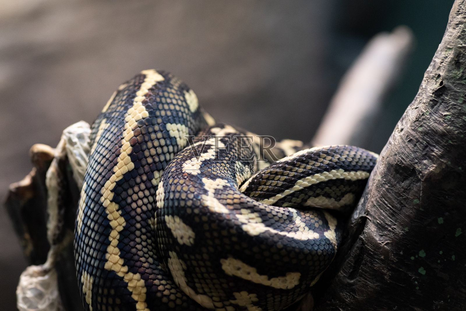 蛇的特写镜头照片摄影图片