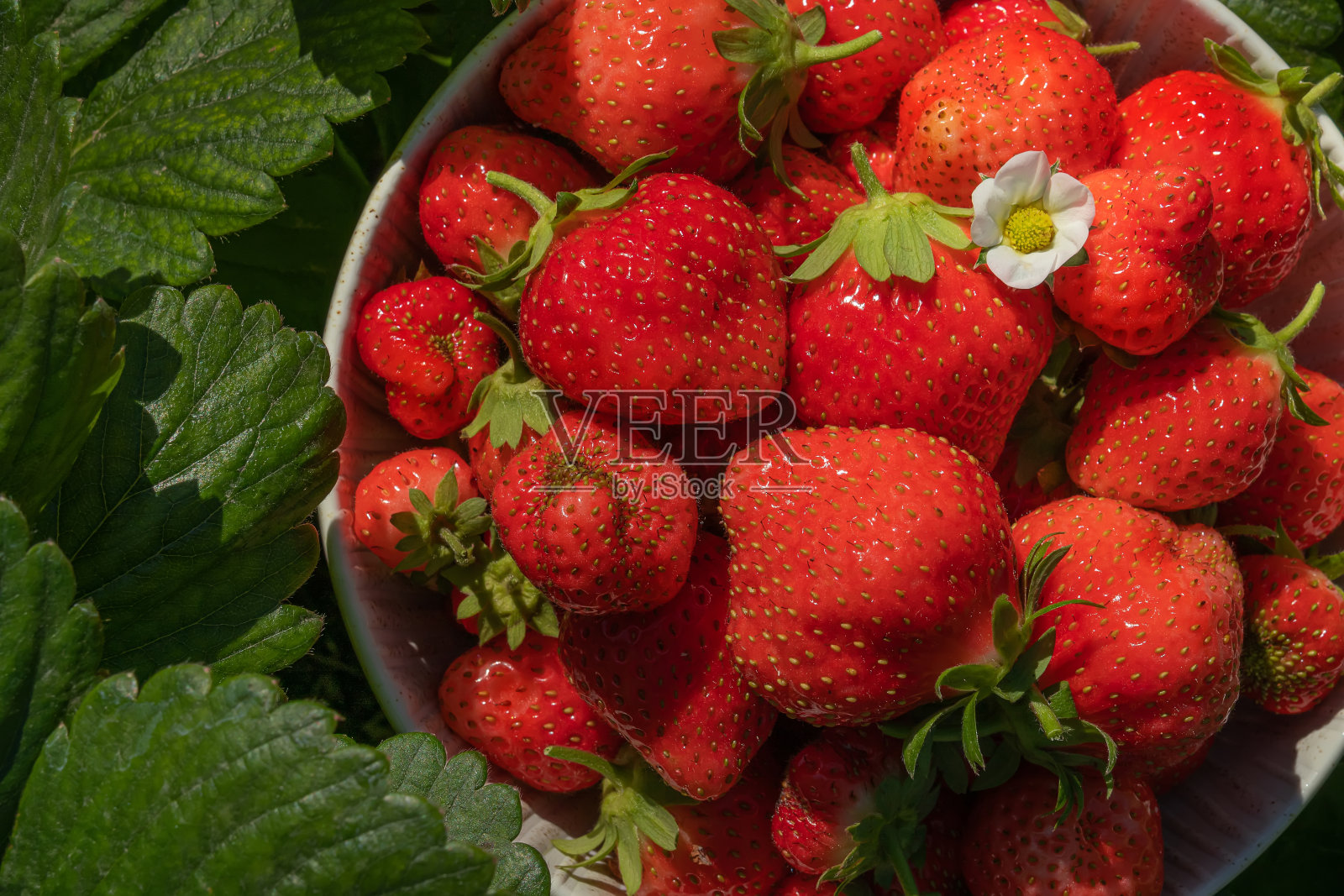 草莓和绿叶照片摄影图片