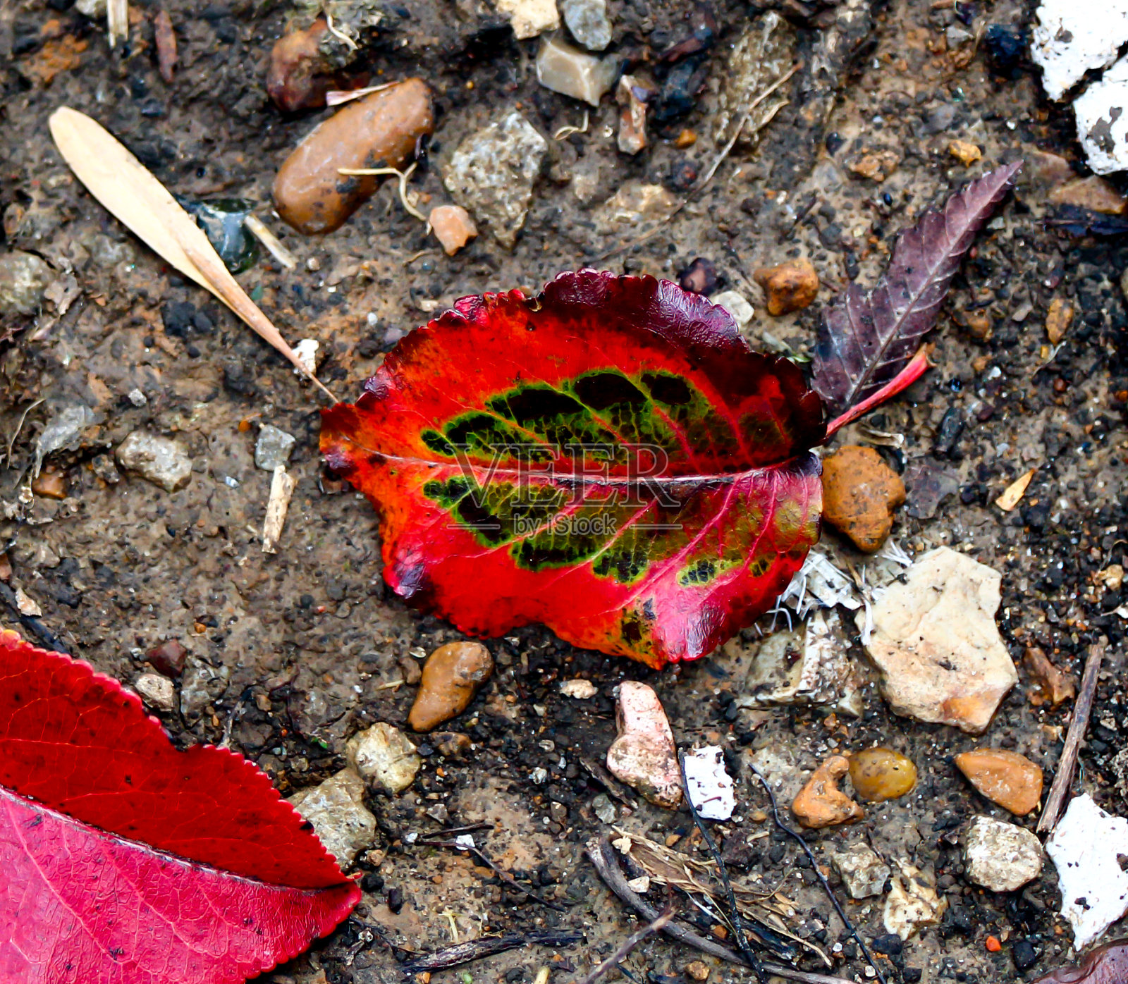 梨树叶子在秋天照片摄影图片