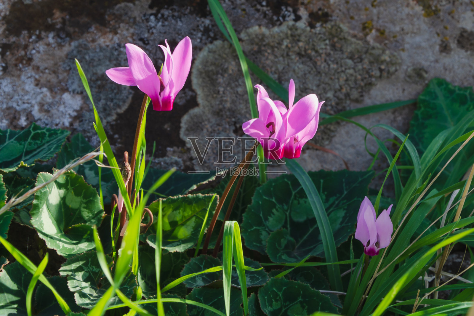 以色列戈兰高地山脉中的秋季花朵照片摄影图片