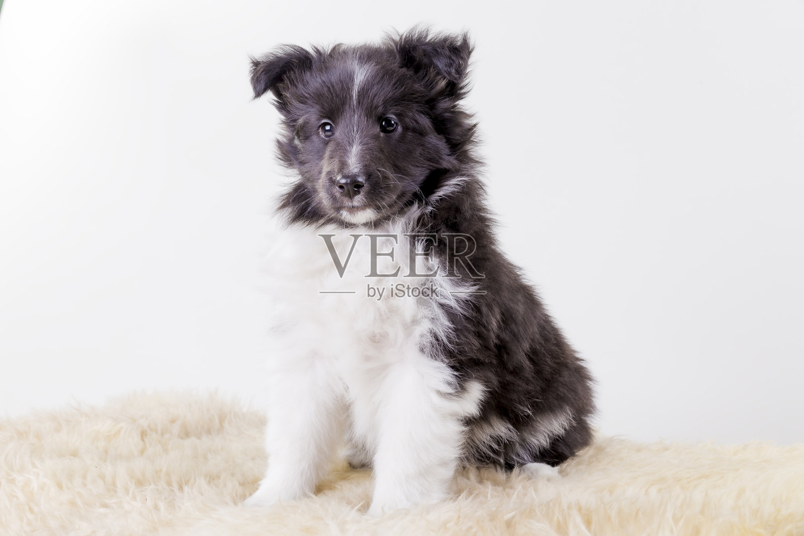 喜乐蒂牧羊犬的小狗照片摄影图片