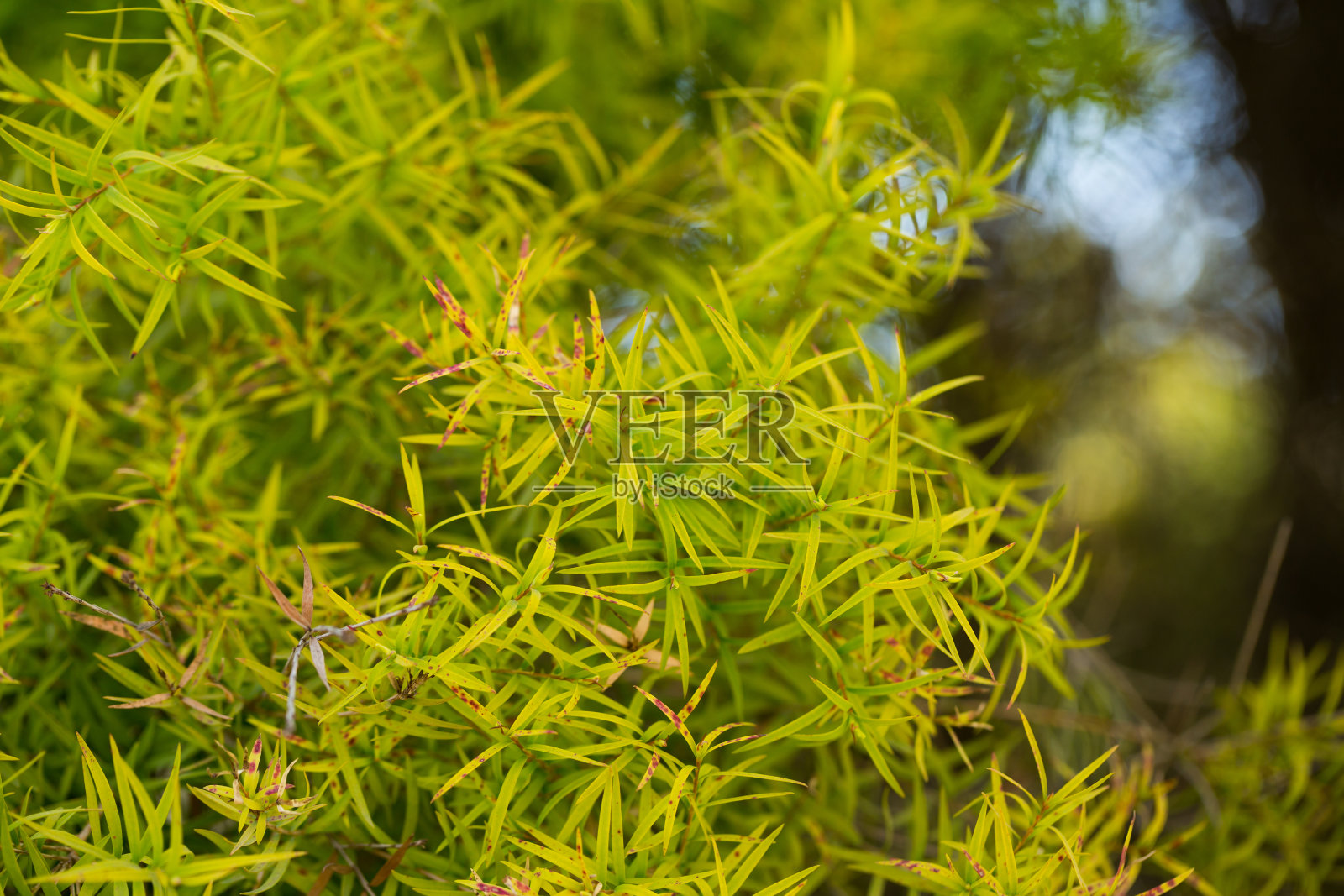 亚麻叶白树皮是一种千层树,具有芳香的叶子照片摄影图片