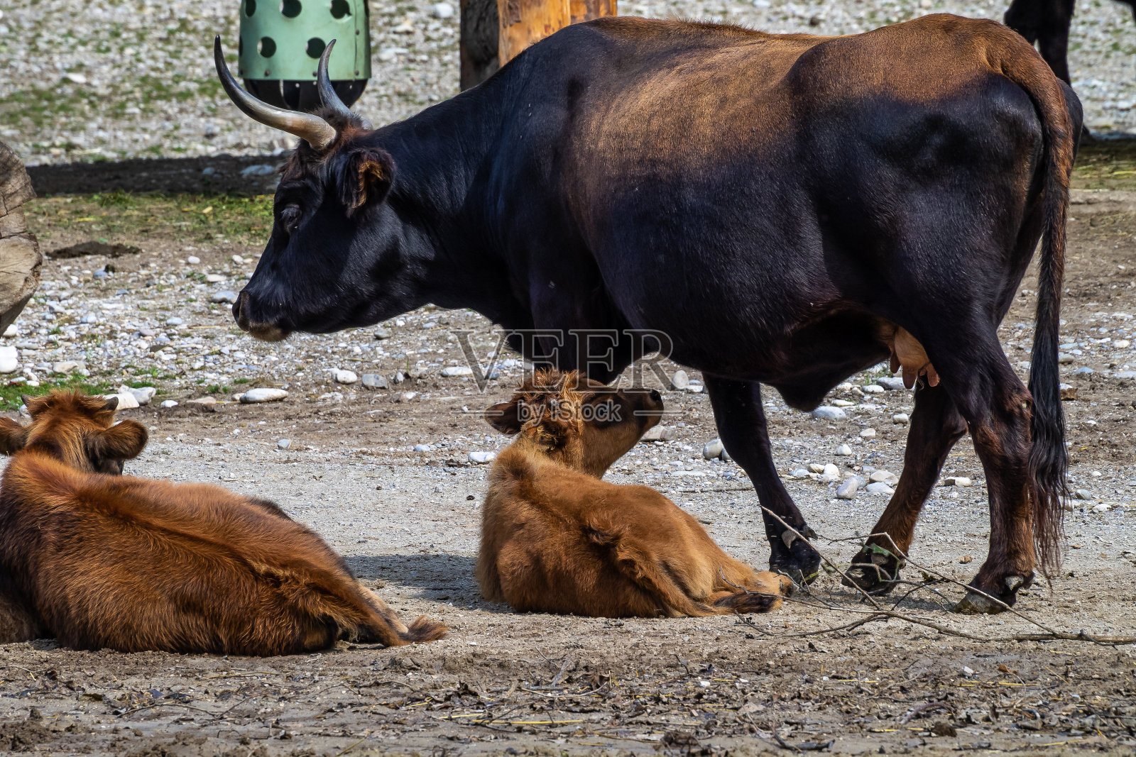 动物园里的赫克牛,欧洲野牛照片摄影图片
